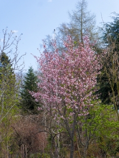 Prunus sargentii, bergkörsbär (3 av 3) (481x640)