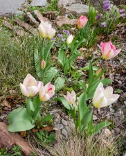 Tulipa fosteriana 'Flaming Purissima' BV-14.JPG (1 av 5) (517x640)